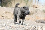 SHAR-PEI 223